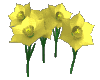 daffodils_swaying_mc